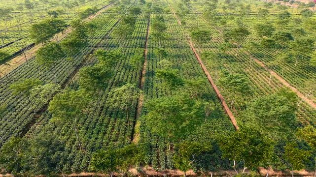 Rows of mature tea bushes beneath scattered tall trees, pan left aerial. Dibrugarh, Assam