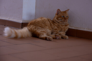 Ginger cat laying down