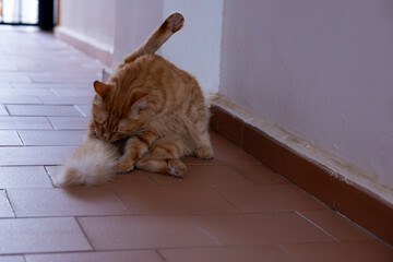 Cat cleaning itself cute ginger tomcat strat pet