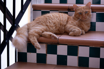Ginger cat laying down stairs stray tomcat