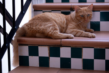 Ginger cat laying down stairs stray tomcat