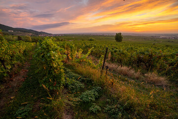 Herbstliche Weinberge in der Pfalz bei Sonnenaufgang mit Blick über die Rheinebene von St. Martin und Weyher und Edenkoben