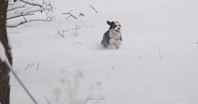 Bernedoodle running in snow
