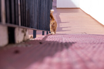 ginger cat tomcat stray walking