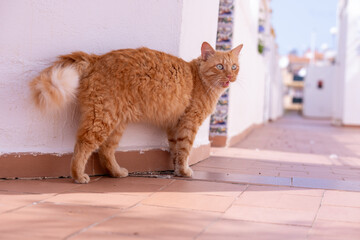Cat ginger tomcat standing meow stray