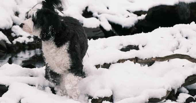 Bernedoodle sniffing near creek in snow