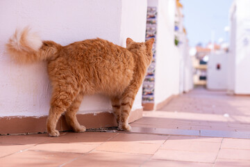 Cat ginger tomcat standing meow stray