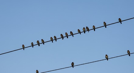 Birds perched on power lines against clear blue sky nature wildlife concept