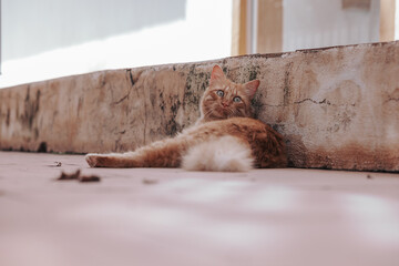 Ginger cat laying down