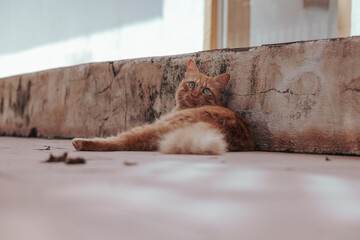 Ginger cat laying down