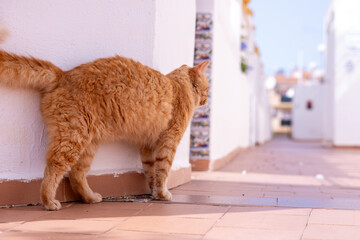 Cat ginger tomcat standing meow stray