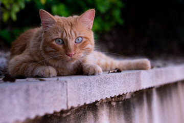 Ginger cat laying down