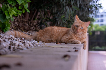 Ginger cat laying down