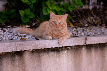 Ginger cat laying down