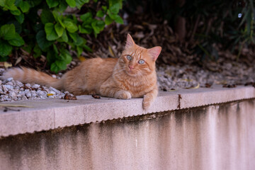 Ginger cat laying down