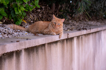 Ginger cat laying down