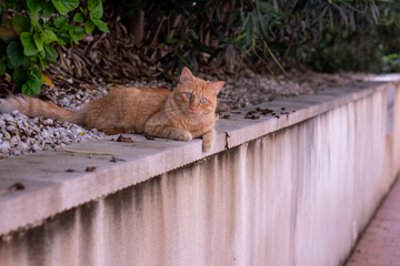 Ginger cat laying down