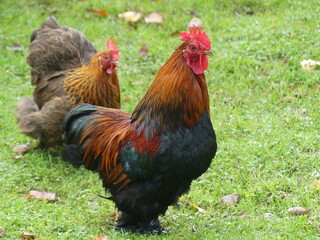Cochin Bantam