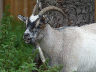 Pygmy goat in the green