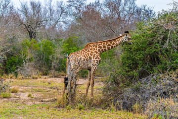 A view of a giraffe grazing in the bush in Kruger national park, South Africa in Springtime