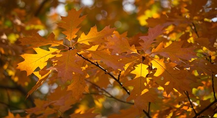 Close up of autumn oak leaves bathed in sunlight against a blurred background