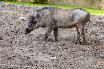 Fototapeta premium common warthog, standing very near by