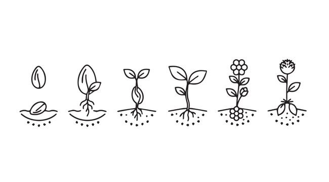 Plant growth stages seed germination sprout seedling young plant blooming flower evolution vector