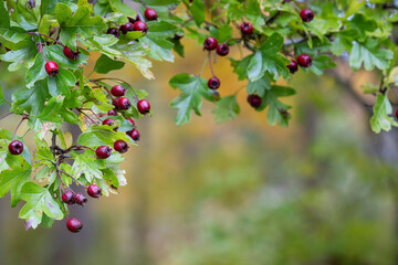 Obraz premium Branch with red berries of hawthorn on autumnal blurred background. Autumn weather. Red berries of hawthorn (Crataegus) on a blurred background in autumn. 