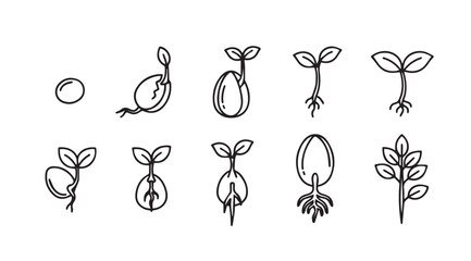 Plant seedling growth stages time lapse sketch sequence from germination to young sprout plant development vector