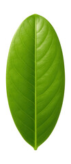 Obraz premium Elongated oval leaf, smooth texture, and bright green color.