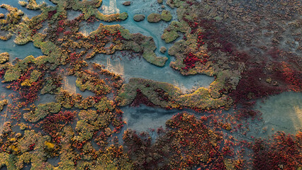 A top down aerial view of a stunning coastal wetland where shallow waters create intricate channels through dense patches of colorful red and green aquatic vegetation