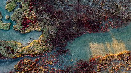 A beautiful top down view of a shallow water ecosystem where the setting sun casts long shadows over the intricate patterns of the colorful submerged vegetation