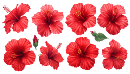  Tropical Hibiscus Collection – Red Blossom Set Isolated PNG