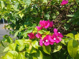 Bright pink Bougainvillea flowers bloom on a sunny day
