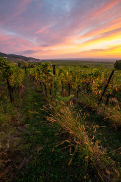 Herbstliche Weinberge in der Pfalz bei Sonnenaufgang mit Blick &uuml;ber die Rheinebene von St. Martin und Weyher und Edenkoben