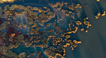A top down drone shot of a dark water marsh with clusters of golden reeds beautifully illuminated...