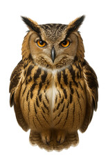 Obraz premium Large owl with tufted ears and striped underbelly.