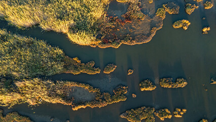 An overhead aerial view of a dense field of marsh reeds glowing in the golden light of sunset creating a rich and textured natural carpet of warm colors