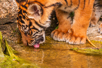 Sumatran tiger family with two little cubs