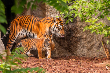 Sumatran tiger family with two little cubs