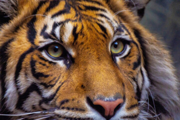 Close-up of majestic tiger showcasing vibrant fur and piercing eyes