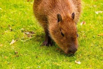 Capybara grazing on lush green grass in a serene natural environment