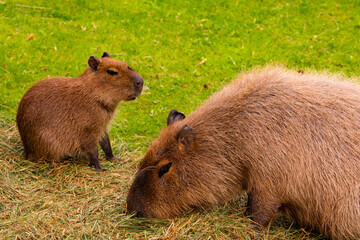 Two capybaras resting on green grass, showcasing habitat and peaceful demeanor