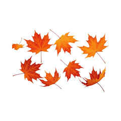 Fototapeta premium A beautiful collection of vibrant orange and red maple leaves gracefully falling during the autumn season, isolated on a white background