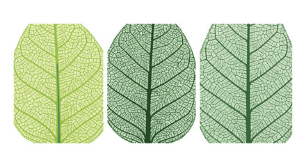 Intricate Leaf Veins in a Stunning Composition 