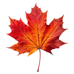 Obraz premium Capture the essence of autumn with this vibrant red and orange maple leaf, perfect for seasonal designs and creative projects beautifully