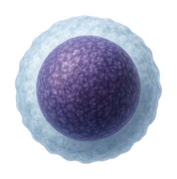 Lymphocyte featuring a large nucleus and uneven cytoplasm.