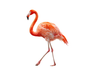 PNG file A solitary flamingo gracefully walking with pink plumage, showcasing its elegant form on transparent background PNG