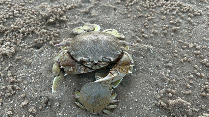 crab on the beach