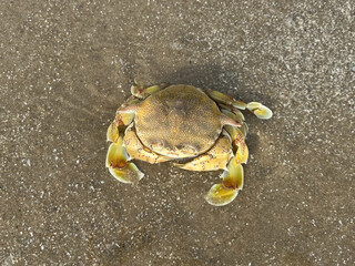 crab on the beach
